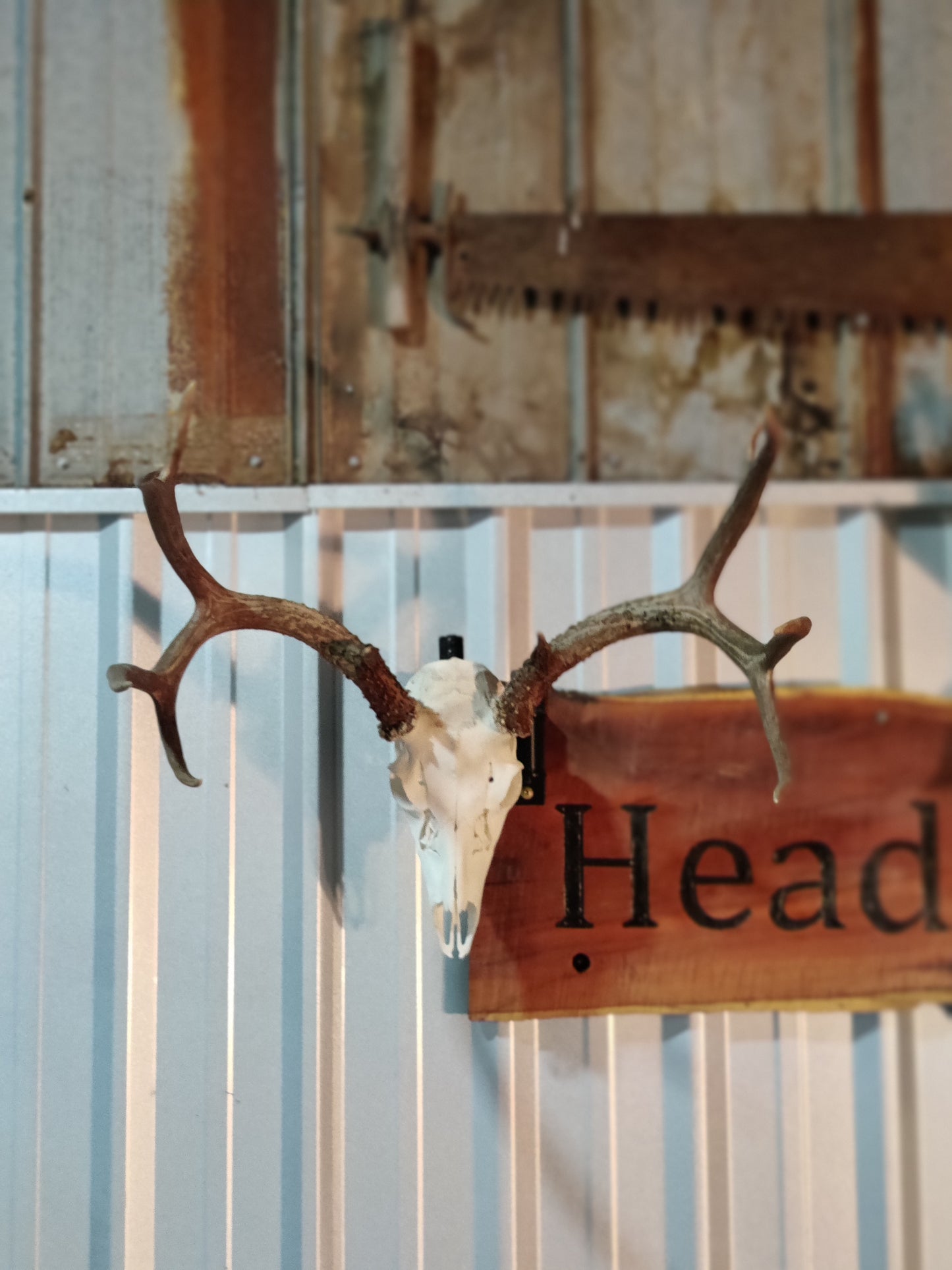 Head Turner Original