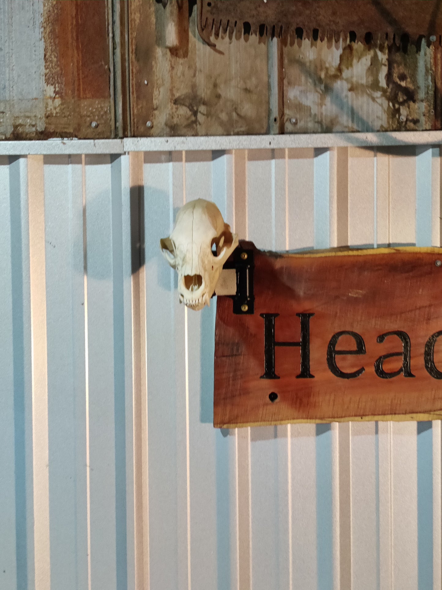 Head Turner Original